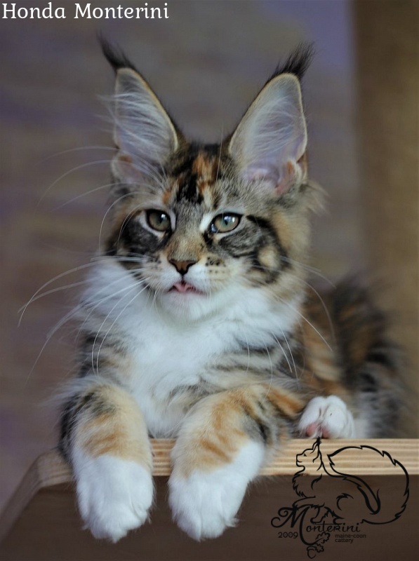 Honda Monterini - maine-coon