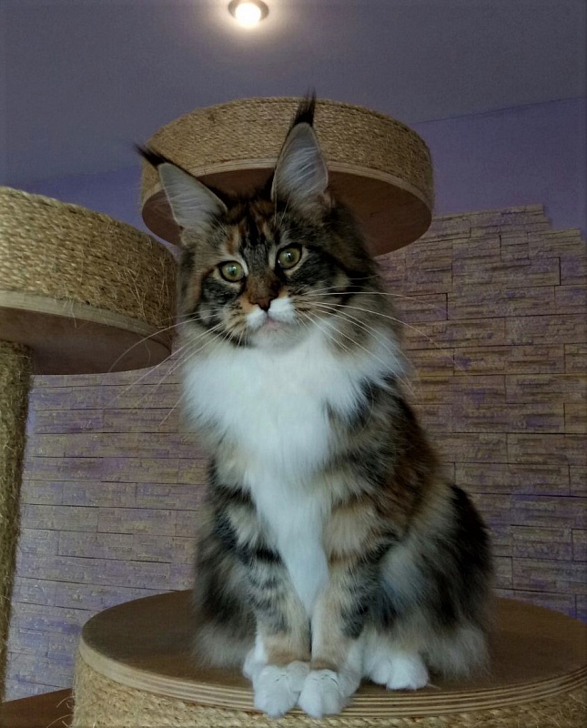 Honda Monterini - Kitten maine-coon 5 months 4 weeks