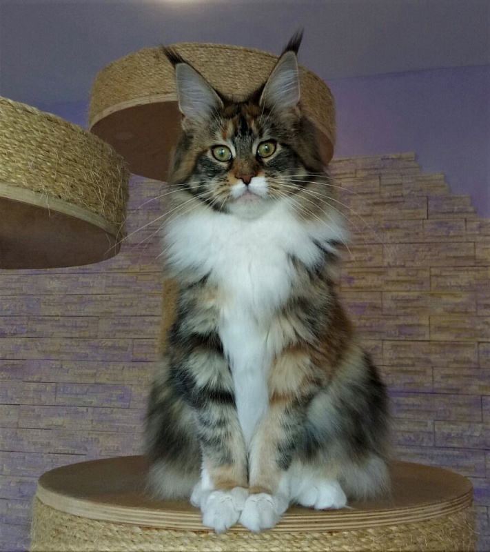 Honda Monterini - Kitten maine-coon 5 months 4 weeks