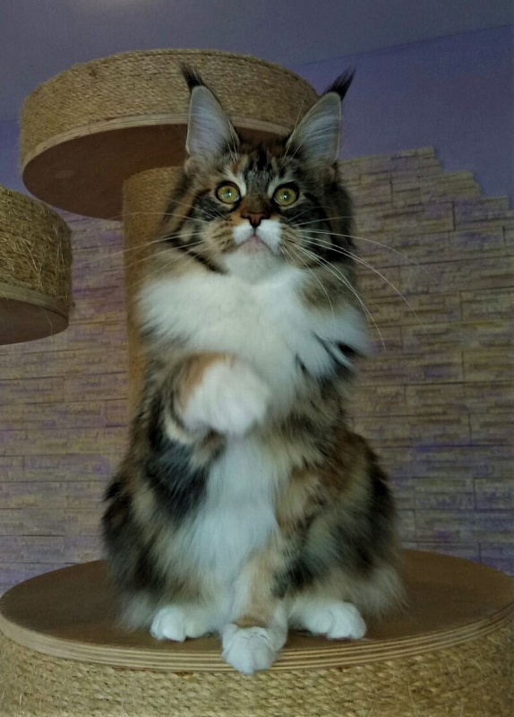 Honda Monterini - Kitten maine-coon 5 months 4 weeks