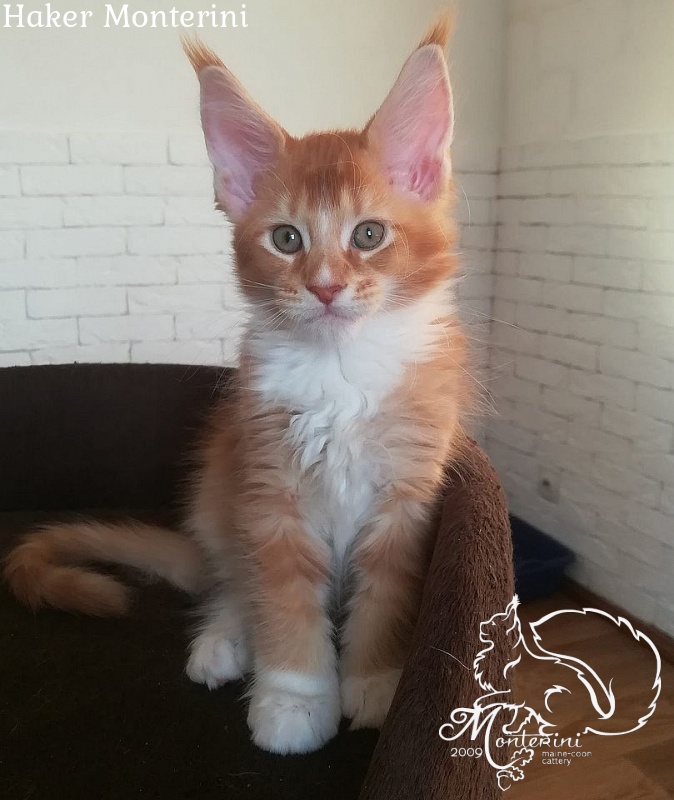 Haker Monterini - maine-coon