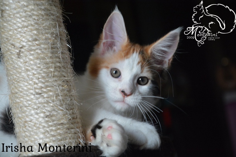 Irisha Monterini - мейн-кун