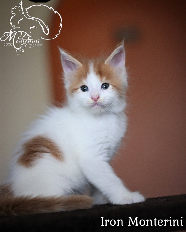 Iron Monterini - мейн-кун