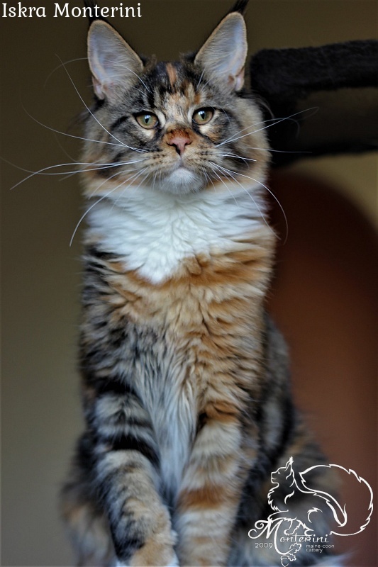 Iskra Monterini - maine-coon
