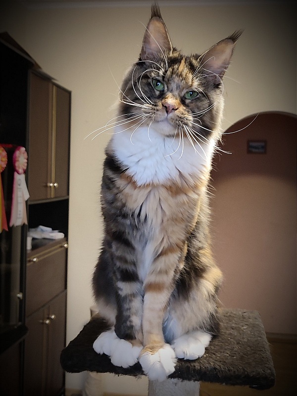 Iskra Monterini - Adult maine-coon 2.5 years 1.5 week