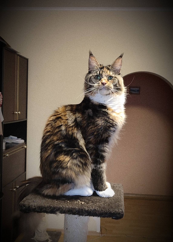 Iskra Monterini - Adult maine-coon 2.5 years 1.5 week