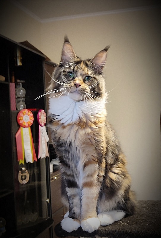 Iskra Monterini - Adult maine-coon 2.5 years 1.5 week
