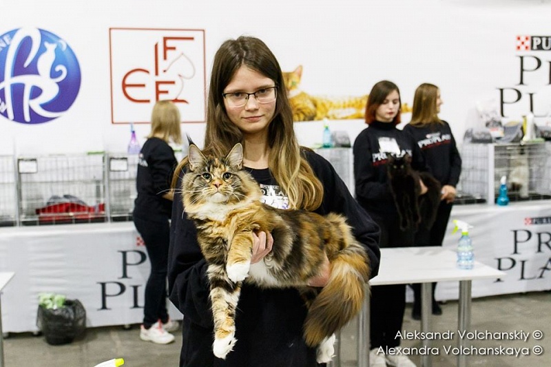 Iskra Monterini - Kitten maine-coon 6 months 1 week