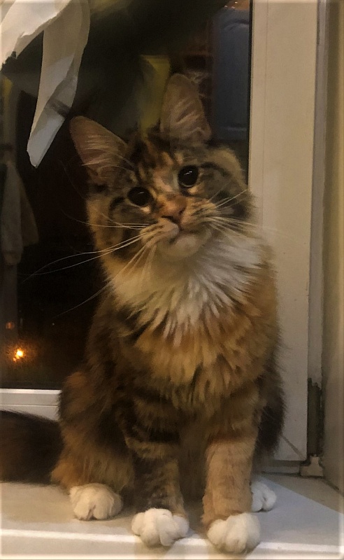 Iskra Monterini - Adult maine-coon 11 months 2.5 weeks