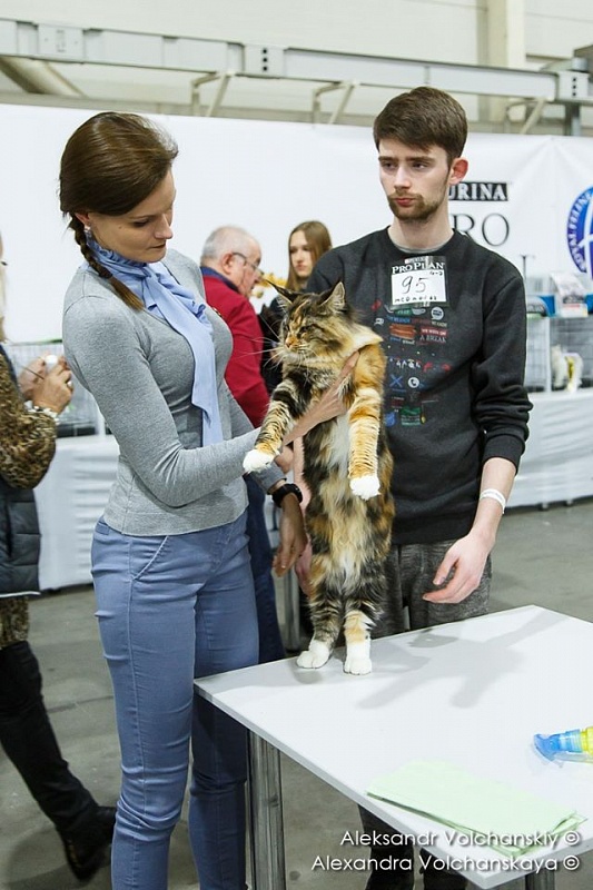 Iskra Monterini - maine-coon