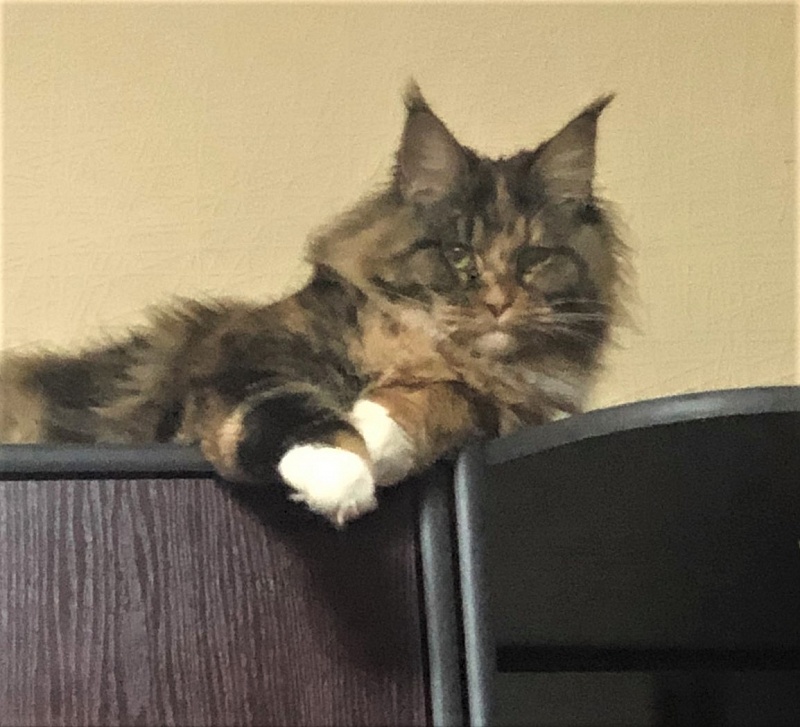 Iskra Monterini - Adult maine-coon 1 year 5 months 2 weeks