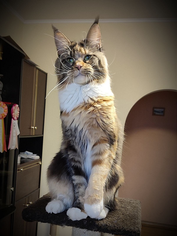 Iskra Monterini - Adult maine-coon 2.5 years 1.5 week