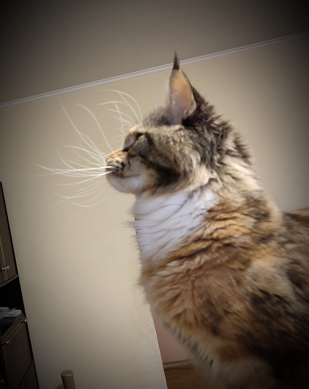 Iskra Monterini - Adult maine-coon 2.5 years 1.5 week