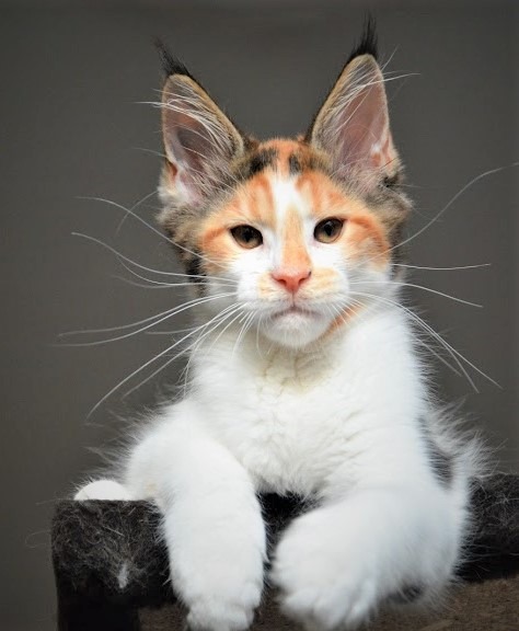 Iris Monterini - maine-coon