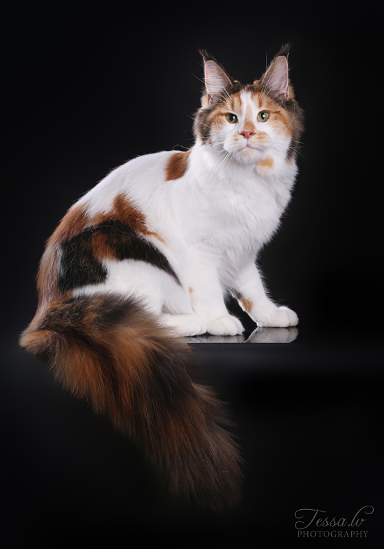 Iris Monterini - maine-coon