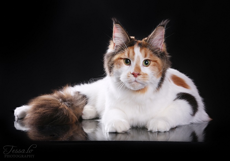 Iris Monterini - maine-coon