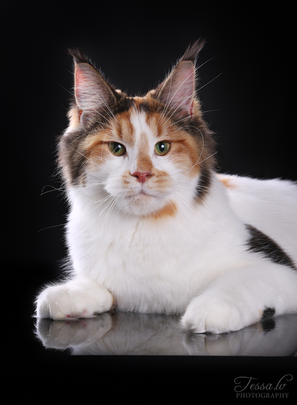 Iris Monterini - maine-coon