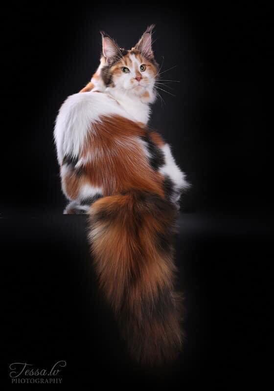 Iris Monterini - maine-coon