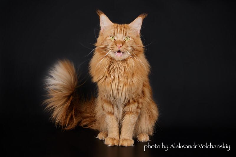 Top Coon Dakota - мейн-кун