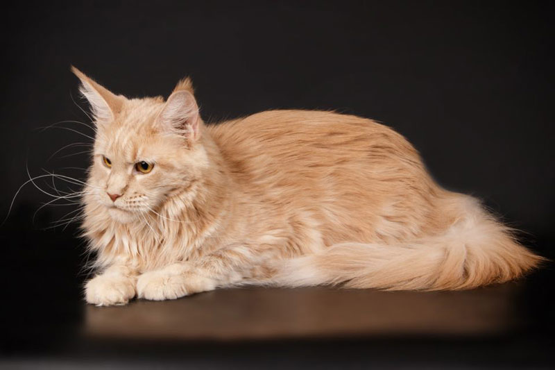 Amazzone the Guardian - мейн-кун