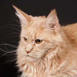 Amazzone the Guardian