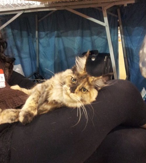 Lolita Afonya Coon - maine-coon