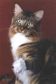 Coonyham Gold Rush of Velvet Jewels - мейн-кун