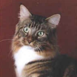 Coonyham Gold Rush of Velvet Jewels