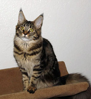 SaraJen Zahara of Velvet Jewels - maine-coon