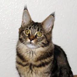 SaraJen Zahara of Velvet Jewels