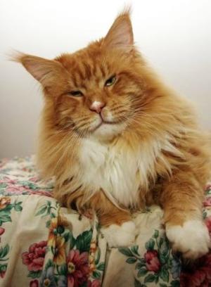 Tojo Polaris Gabriel Faure - maine-coon