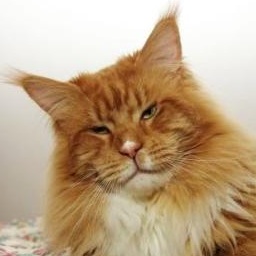 Tojo Polaris Gabriel Faure