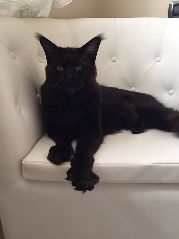 Cyrus Arkiza - мейн-кун