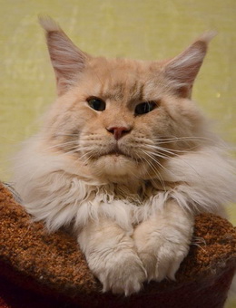 Maksim Airish Coon - мейн-кун