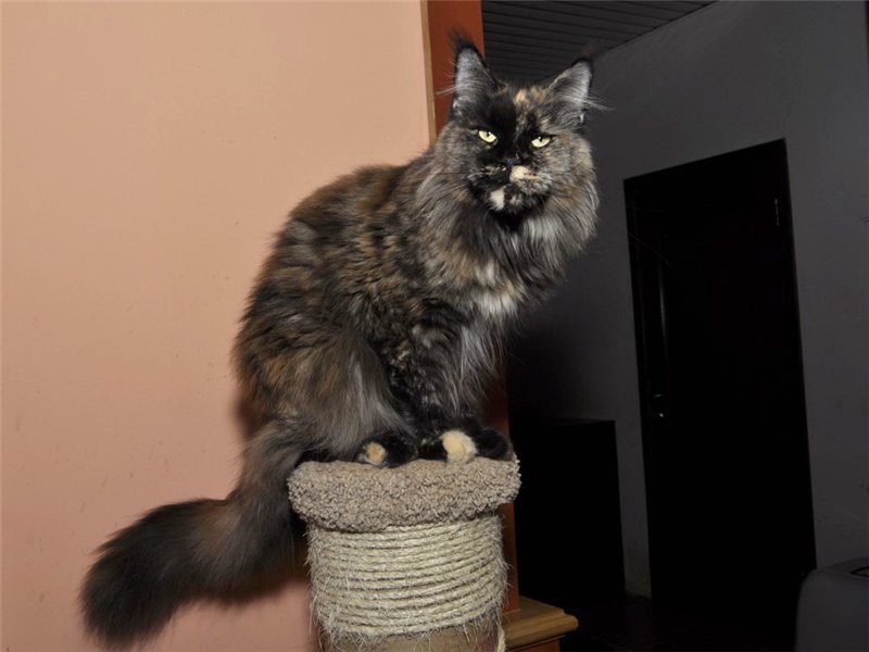 Fima Afonya Coon - maine-coon