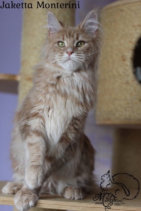 Jaketta Monterini - maine-coon