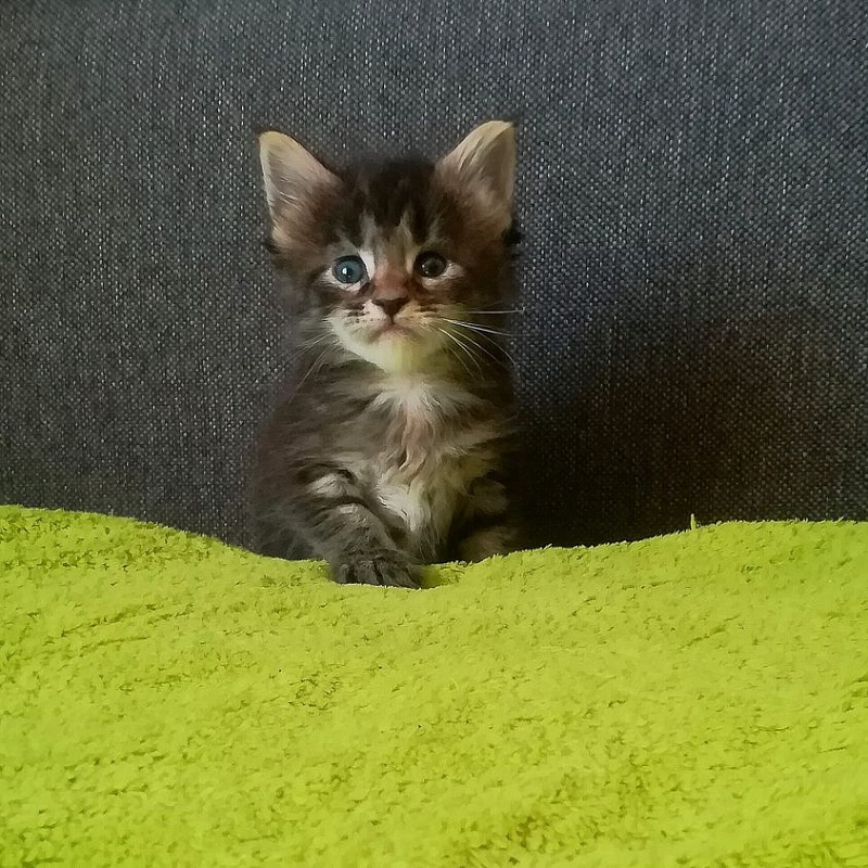 Jokella Monterini - мейн-кун