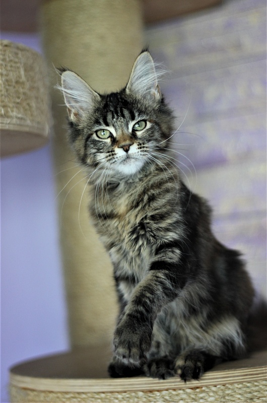 Jokella Monterini - Кошеня мейн-кун 4 місяця 2 тижні