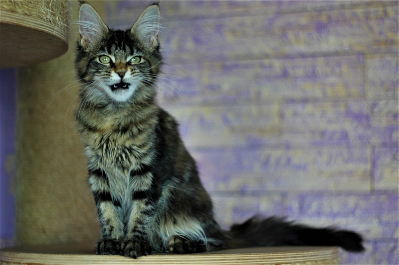 Jokella Monterini - Кошеня мейн-кун 4 місяця 2 тижні