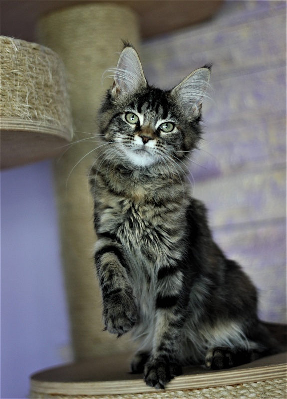 Jokella Monterini - Кошеня мейн-кун 4 місяця 2 тижні