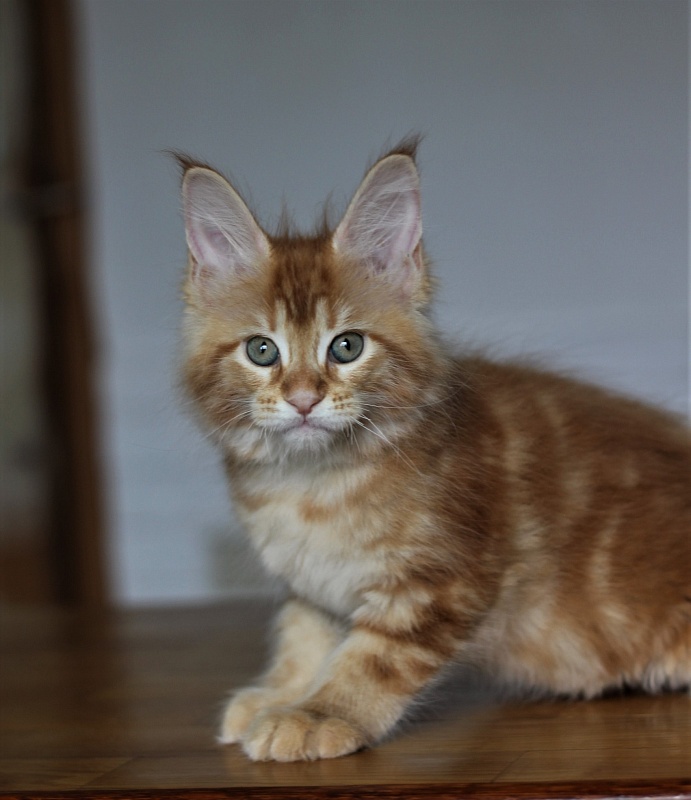 Junna Monterini - Kitten maine-coon 2 months 0.5 weeks