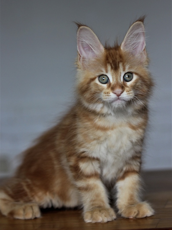 Junna Monterini - Kitten maine-coon 2 months 0.5 weeks