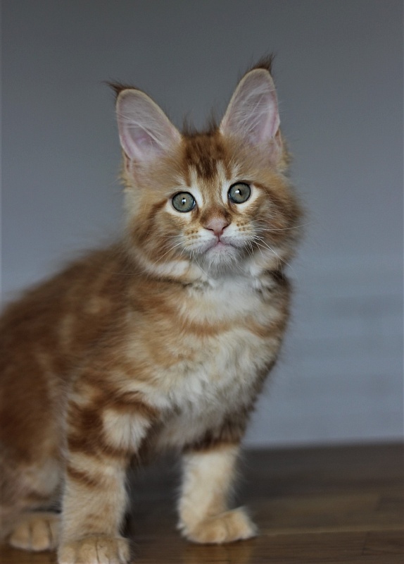 Junna Monterini - Kitten maine-coon 2 months 0.5 weeks