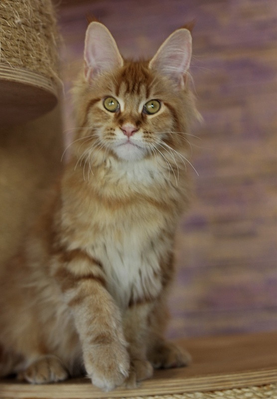 Junna Monterini - Kitten maine-coon 4 months 3 weeks