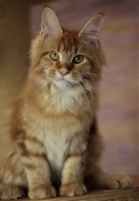 Junna Monterini - Kitten maine-coon 4 months 3 weeks