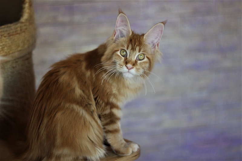 Junna Monterini - Kitten maine-coon 4 months 3 weeks