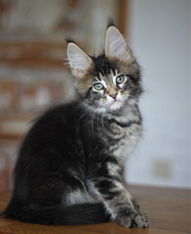 Joker Monterini - Kitten maine-coon 2 months 0.5 weeks