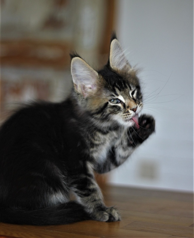 Joker Monterini - Kitten maine-coon 2 months 0.5 weeks