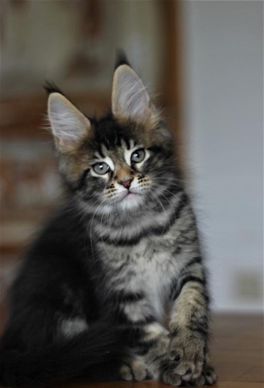 Joker Monterini - Kitten maine-coon 2 months 0.5 weeks