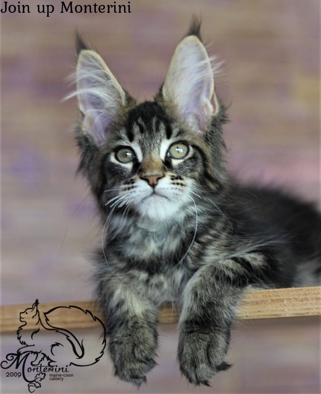Join up Monterini - maine-coon